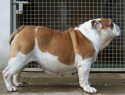 English bulldog : Merriveen Quite Contrary